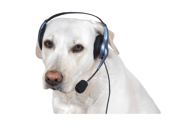 dog